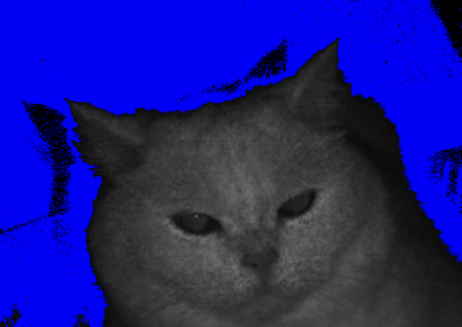 Cat being scanned preview